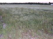 Terreno, Branca, Coruche | BPI Expresso Imobiliário