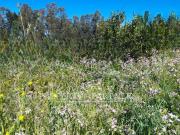 Terreno Camino El Venado
