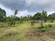 TERRENO CAMPESTRE EN ARTEAGA COAHUILA