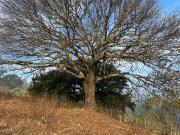 TERRENO CAMPESTRE EN VENTA RIO BELLO JESUS DEL MONTE...