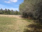 TERRENO CAMPESTRE POR CAMINO REAL EN JESUS MARIA, AGS