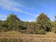 TERRENO CAMPO AGRÍCOLA EN VENTA, CAMPO 80 HA SAN CLEMENTE
