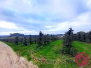 Terreno, Carvalhal Benfeito, Caldas da Rainha | BPI...