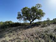 Terreno, Castelo Branco, Castelo Branco | BPI Expresso...