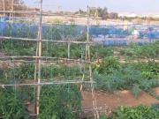 Terreno, Ciudad de Asís Font Calent El Bacarot, Alicante...