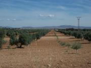 Terreno, Ciudad Real