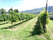 Terreno classe A4 a Foligno