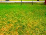 Terreno Club de Golf los Encinos