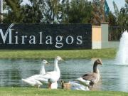 Terreno Club Miralagos Terreno Club Miralagos