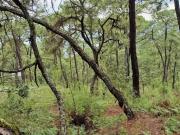 Terreno colinda con la Reserva de Monte Alto OPORTUNIDAD!