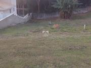 Terreno com 1540 m² à venda