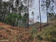 Terreno com 15.000m2 no Gers Braga