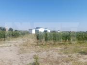 2 Terrenos com 31.000m² em Algeruz Palmela