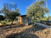 Terreno com árvores de fruto e oliveiras em Freixial do...