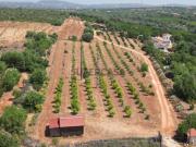 Terreno com casa de madeira e ruína em Algoz