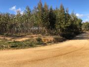 Terreno com Eucaliptal e Casa Alcoentre*RIOMAGIC