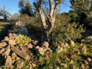 TERRENO RSTICO DE 3.200 m2 TOTALMENTE MURADO EM ZONA...