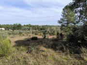 Terreno com olival e sobreiros Salgueiro do Campo