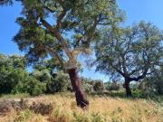 Terreno com 7 hectares viabilidade para habitação e Turismo