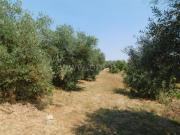 Terreno com Ruína, Fundão, Valverde, Donas, Aldeia de...