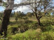 Terreno com sobreiros e poo Sarzedas