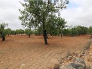 Terreno com Viabilidade para Moradia em Estoi