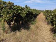 Terreno com Vinha, Borba, Èvora