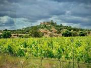 Herdade dos Barros em Terena: Terreno com 9,1 ha, Vinha...