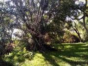 Terreno Comercial en Acapatzingo Cuernavaca MAZ 245 Tco