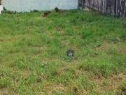 Terreno comercial para Locação em Curitiba/PR Portão