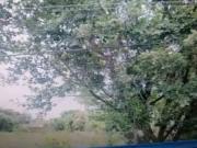 Terreno comercial para Venda em Curitiba/PR São Braz