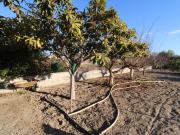 Terreno con casa en plena huerta de Murcia – Era Alta
