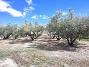 TERRENO CON OLIVOS A LA VENTA EN ONTINYENT, UBICADA EN...