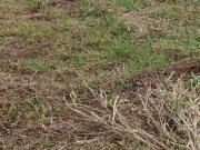 Terreno Condomínio Recanto Verde Mar Caraguatatuba