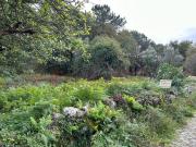 Terreno construção Afife