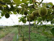 Terreno Construccion en Venta en El Naranjal, Quinta de...