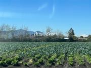 Terreno Construccion en Venta en Vicuña Mackenna