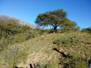 Terreno Cortaderas