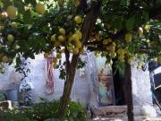 Terreno Costiera Amalfitana