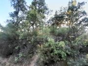 Terreno c/Sobreiros