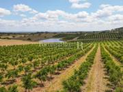 Terreno de 14 ha com plantação de Romaneiras