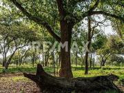 Terreno de 1,500m2 en Montemorelos NL Mx 4