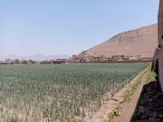 Terreno de 2.5 HA. en Venta, Chuquitanta, San Martin de...