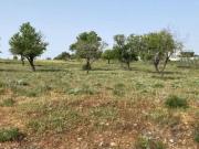 Terreno de 3448 m2 Olhão, Portugal