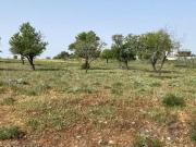 Terreno de 3449 m2 Olhão, Portugal