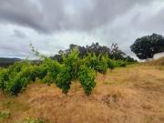 Terreno de 3 Hectares à Venda na Ramalhosa Oportunidade...