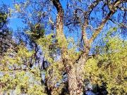 Terreno de 435 mts2 en Merlo San Luis con Arboles...