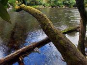 Terreno de 5048m² en Condominio Los Copihues