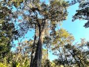 TERRENO DE 5300M2, LOCALIDAD: PINO REAL, KM 25,...