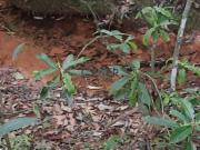 Terreno de 80 ha em Andrelãndia MG